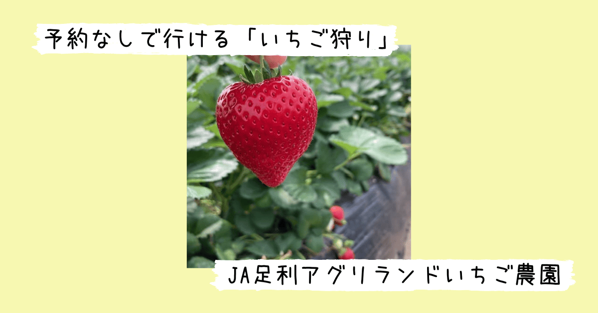 もぎたての大粒のイチゴ
