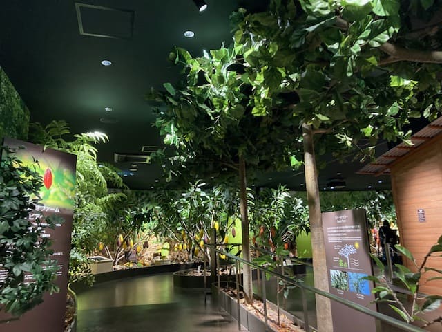 カカオファームゾーン