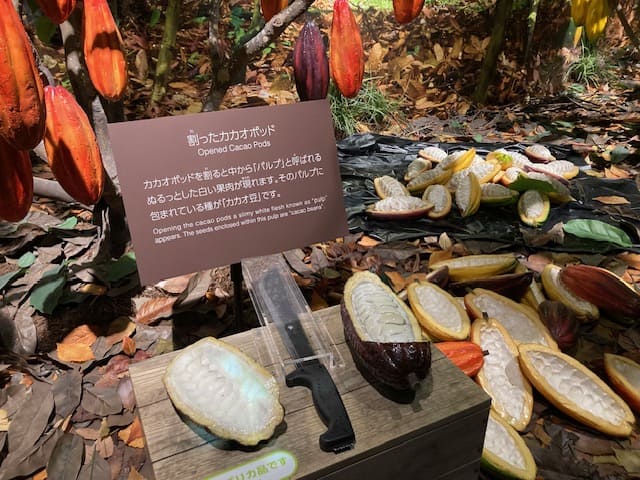 実物大のカカオポッド
