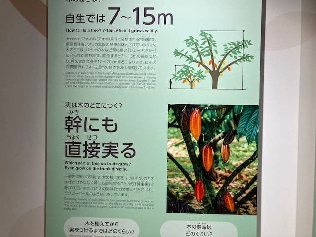 幹生果の説明図