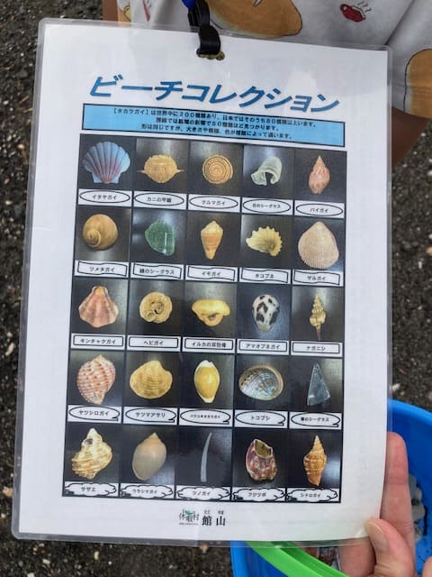 館山湾で拾える貝殻例の写真